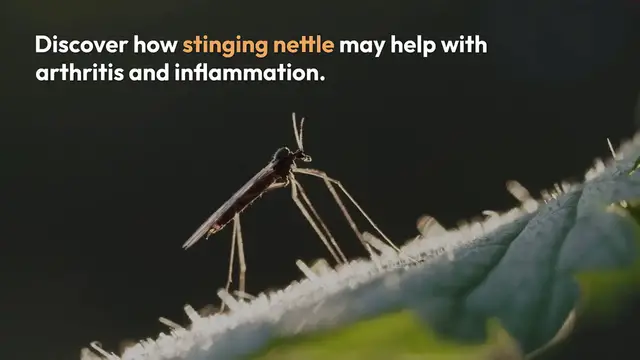 Video thumbnail for Stinging Nettle for Arthritis Relief