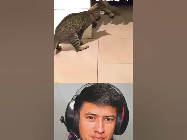 'Video thumbnail for El Gato Curioso'