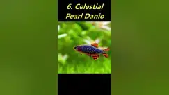 Video thumbnail for Top 10 Fish for a 5 Gallon Tank #shorts