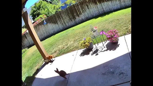 Video thumbnail for US: Dog Colliding With Patio Post.