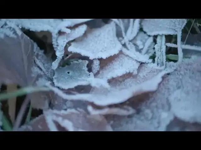Video thumbnail for Frozen fall leaves