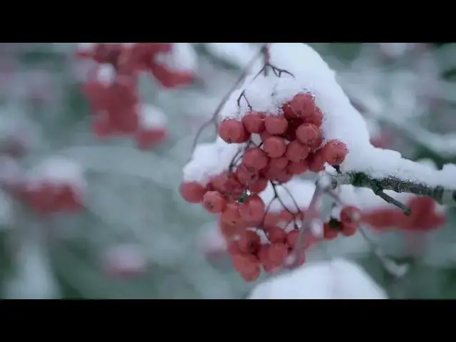 Video thumbnail for Red Rowan Berries