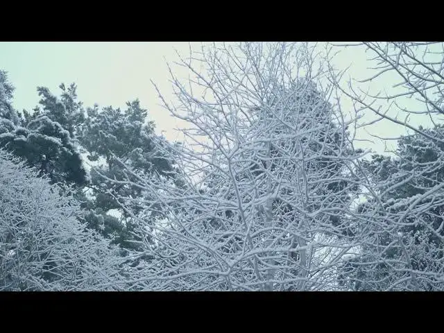 Video thumbnail for Frosted trees in winter snow