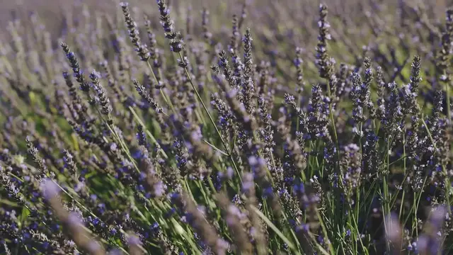 Video thumbnail for Benefits of Lavender in the Garden