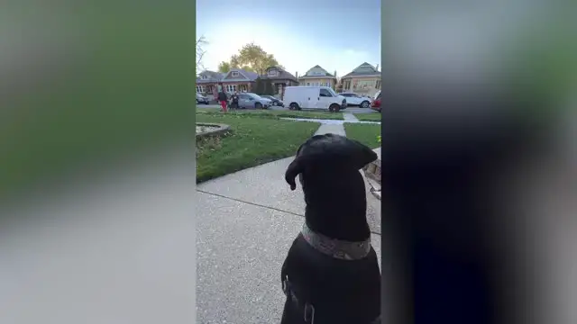 Video thumbnail for DNA Test Reunites Foster Dog With Sibling | Happily TV