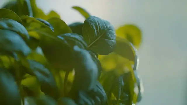 Video thumbnail for Organic Pest Control Methods