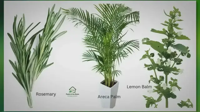 Video thumbnail for 7 Plants You Must Keep at Home to Boost Your Focus