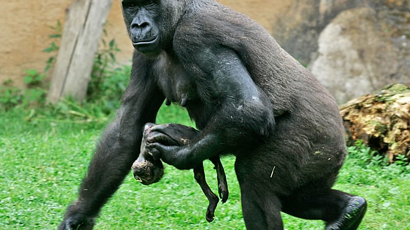 Video thumbnail for Second set of rare gorilla twins born in DR Congo reserve Goma, DR Congo