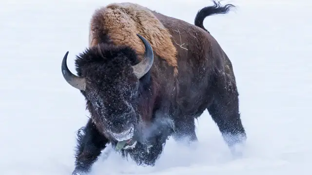 Video thumbnail for A closer look at 10 American wildlife you should never lock eyes with