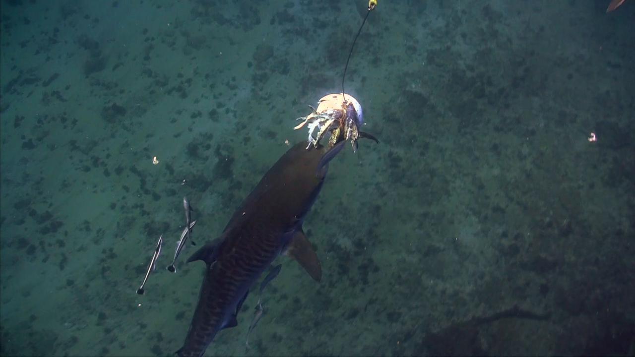 Video thumbnail for Super Animals -- Tiger Shark