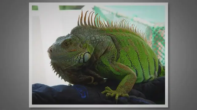 Video thumbnail for Do Iguanas Have Teeth? Unveiling the Mysteries of Their Dental Structure