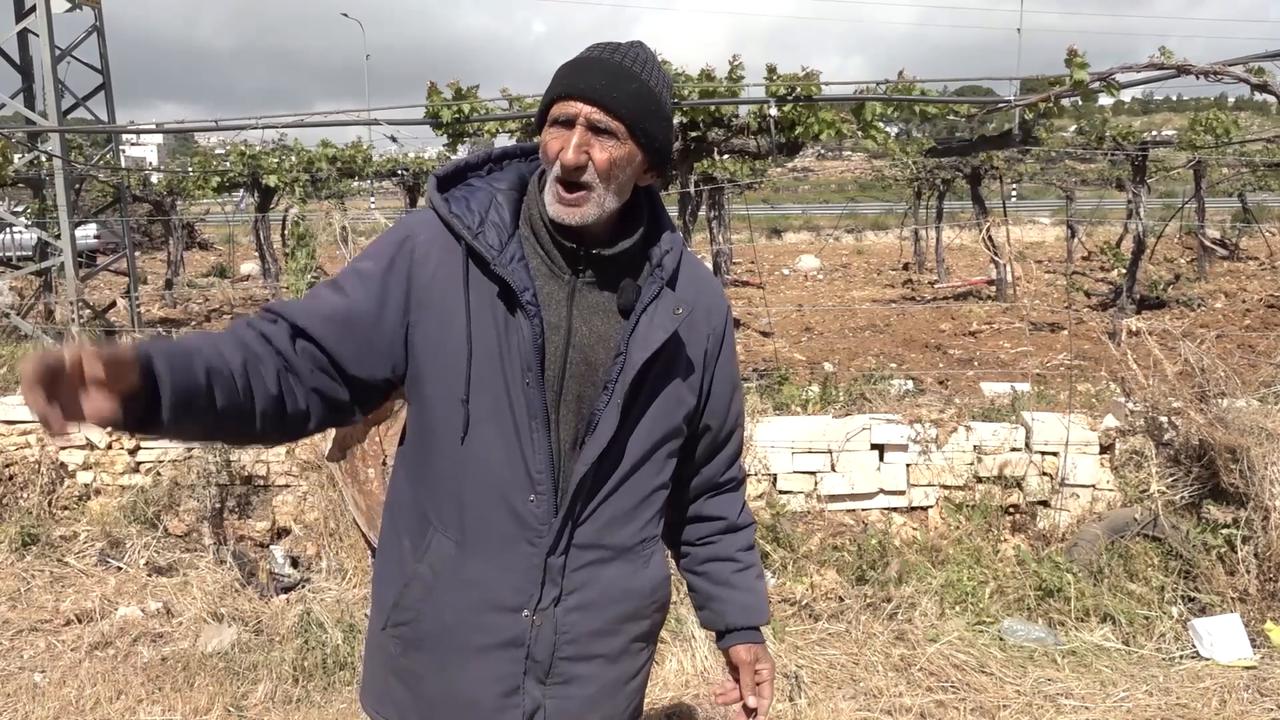 Video thumbnail for Israel begins uprooting 40,000 grapevines after seizing farmland in occupied West Bank.