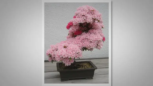 'Video thumbnail for Bonsai Wire Techniques: Shaping Nature’s Beauty in Miniature'