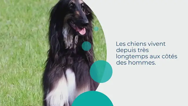 Video thumbnail for 15 chiens célèbres qui ont marqué l’histoire