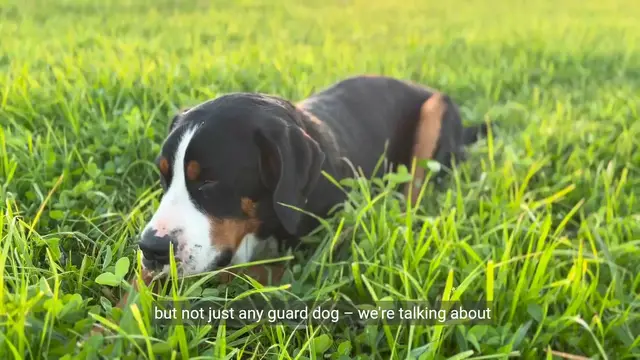 Video thumbnail for Most Wanted Guard Dog in the World