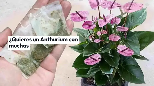 'Video thumbnail for Anthurium, un solo sobre cada mes será suficiente para explotar muchas flores'
