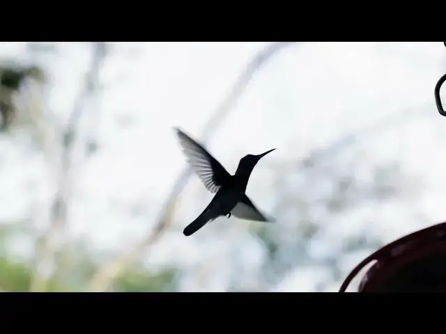 Video thumbnail for Honey Bird