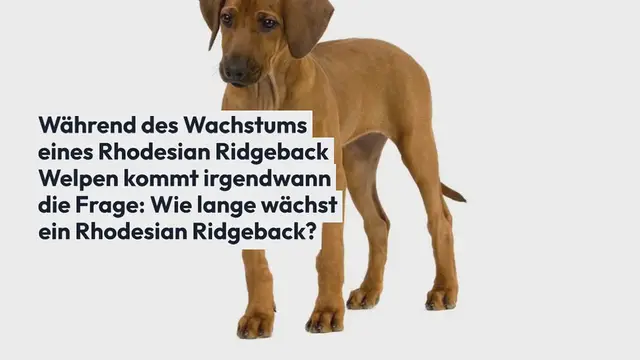 Video thumbnail for Wie lange wächst ein Rhodesian Ridgeback?