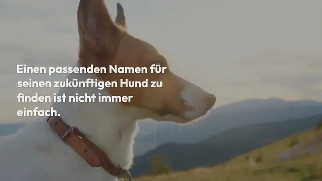 Video thumbnail for 40 beliebtesten Hundenamen aus USA (für Hündin und Rüden)