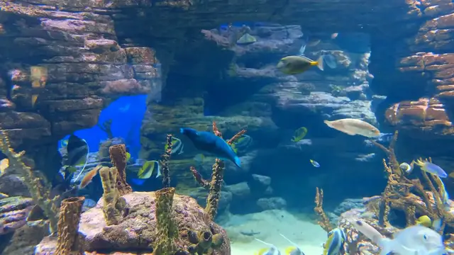 Video thumbnail for INSIDE SEA