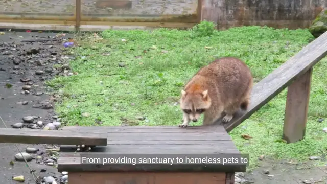 Video thumbnail for Shining a Spotlight on Animal Shelters in Illinois