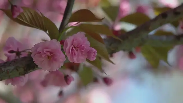 'Video thumbnail for Little Princess Spirea'