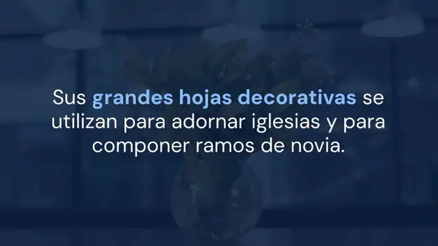 Video thumbnail for He aquí cómo cuidar el aro blanco para que florezca, perfume la casa y nunca se desvanezca: