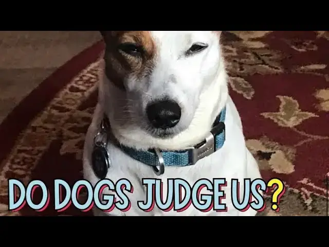 Video thumbnail for Do Dogs Judge Us? By Doggozila Magazine