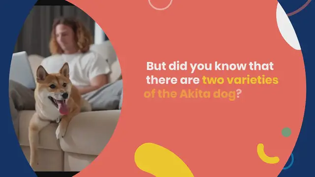 Video thumbnail for American Akita vs Japanese Akita: what are the differences?