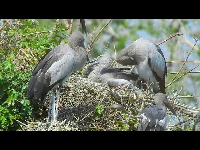 Video thumbnail for crane  nesting family  bird#birds #nest#nest #animals