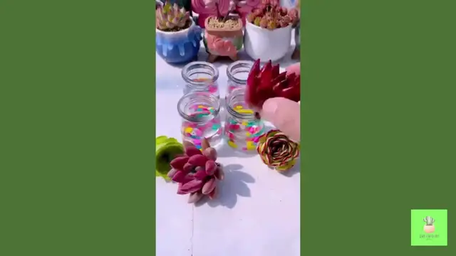 'Video thumbnail for Useful Tips For Succulents - Part 6'