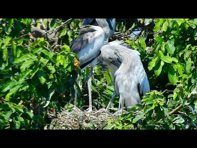 Video thumbnail for the crane family  life#birds #nest#nest #animals
