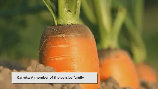 Video thumbnail for How to Regrow Carrot Greens at Home