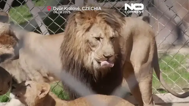 'Video thumbnail for ‘Extinct in the wild’ Barbary lion cubs in Czech zoo prepare for relocation'
