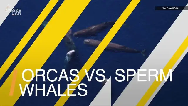 Video thumbnail for A closer look: Sperm whales use poop against orcas