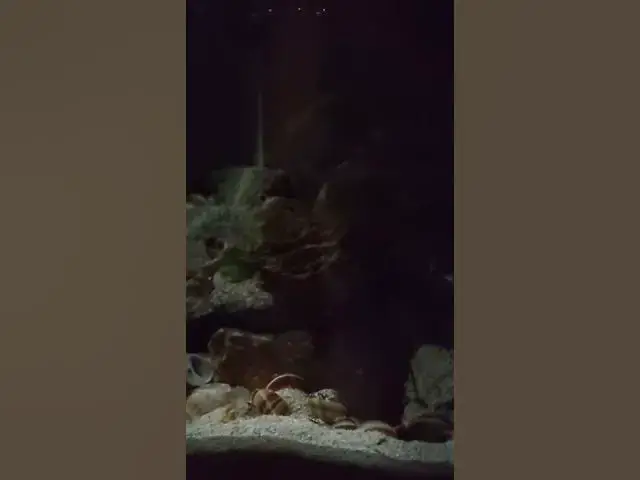 Video thumbnail for DO NOT WATCH YOUR FISH TANK AT 3AM!! Creepy things happen. #shorts