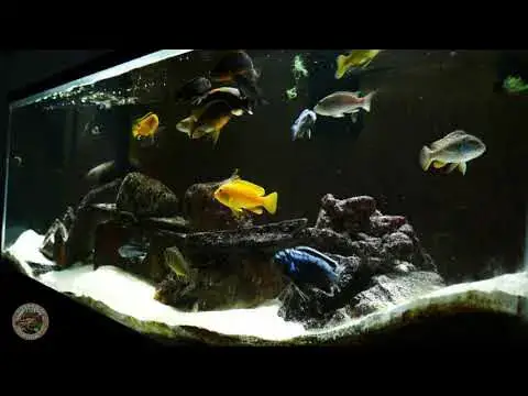 Video thumbnail for Mbuna vs Algae - Feeding my Mbuna some algae