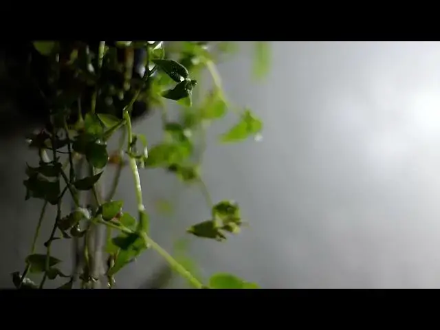 Video thumbnail for HANGING PLANT   LIGHT