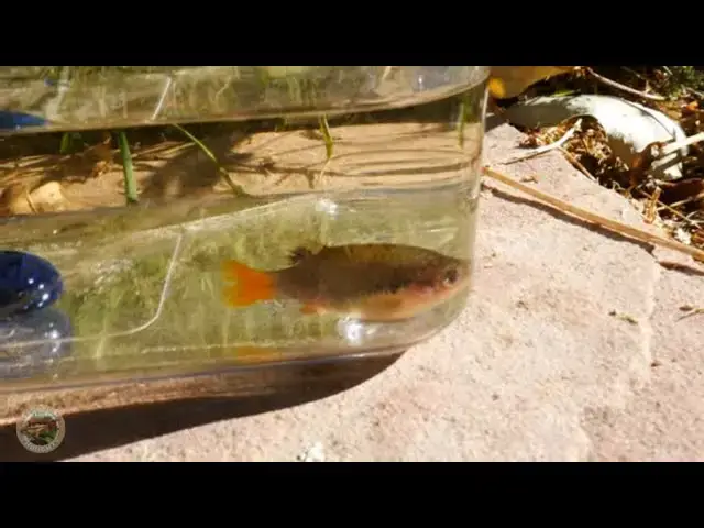 Video thumbnail for New Fish and Plants - COAST Fish Club Haul (August 1, 2021)