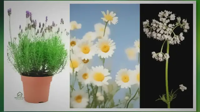 Video thumbnail for 15 Sleep-improving Houseplants: Bid Farewell to Insomnia