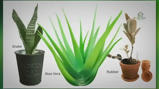 Video thumbnail for 10 Indoor Plants to Improve Your Mental Health