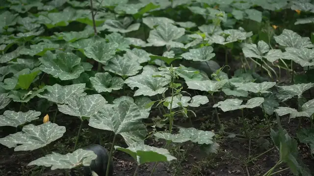 Video thumbnail for Best Soil for Hostas
