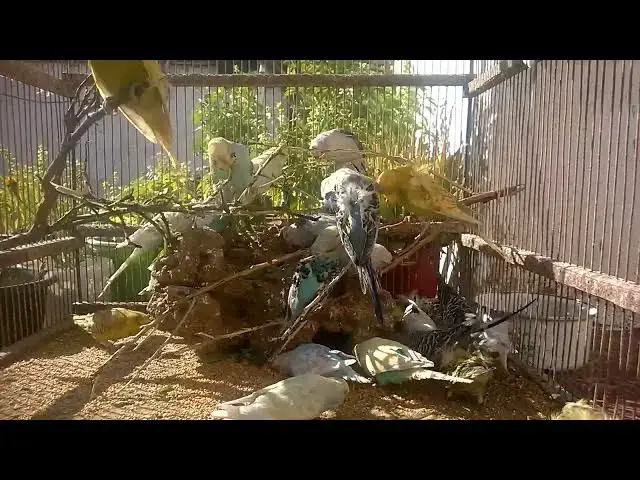 Video thumbnail for Unlock Your Budgie's Happiness Simple Taming Techniques! 💚✨ #Shorts