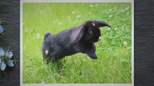 'Video thumbnail for Wie hoch können Kaninchen springen?'