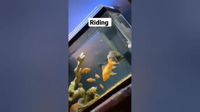 Video thumbnail for Riding #animals