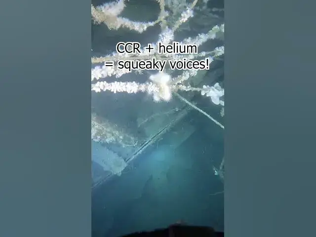 Video thumbnail for Rare find on deep wreck!  #ccr #technicaldiving #rebreather #wreck #wreckdiving #scubadiving #scuba