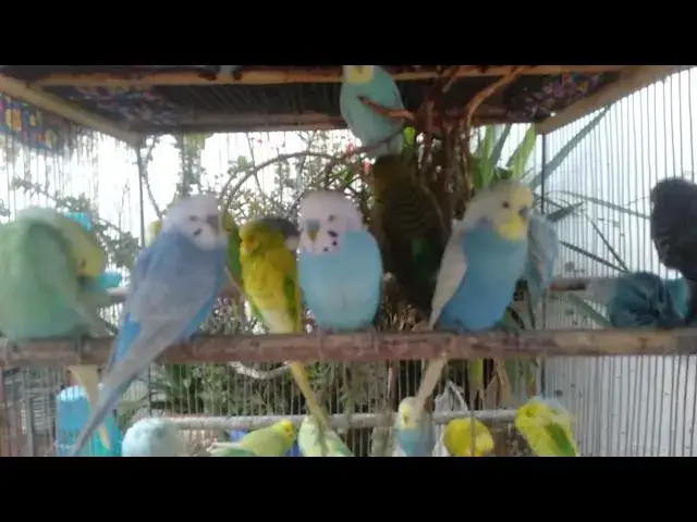 Video thumbnail for Budgies Playing & Laughing ππ¦ Fun Sounds Youβll Replay