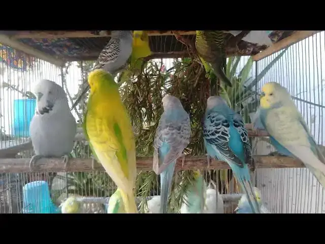 Video thumbnail for Budgies Spreading Love ππ€ Joyful Chirping Sounds