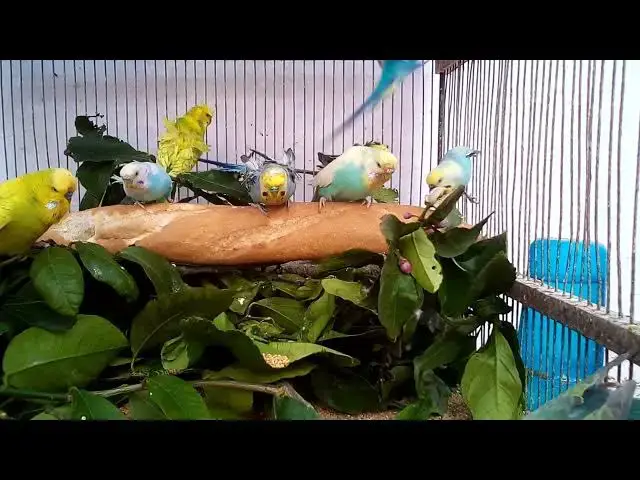 Video thumbnail for How to Keep Budgies Safe from Household Hazards