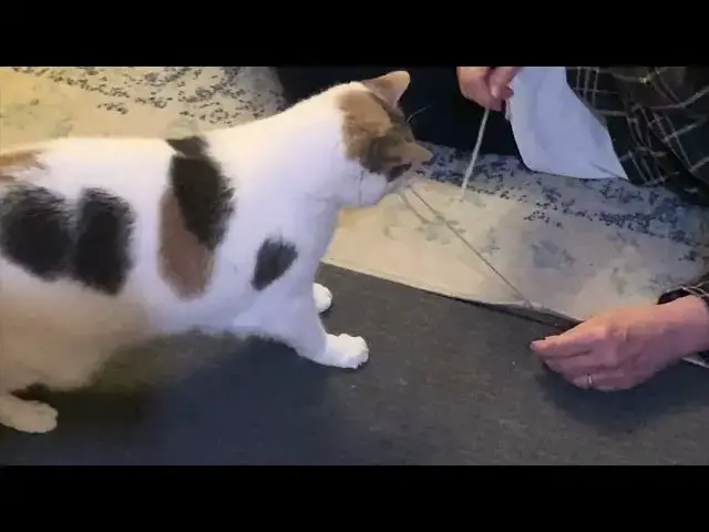 Video thumbnail for CAT-assisted carpet repair